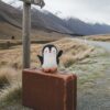 pinguino7